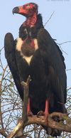 Red-headed vulture