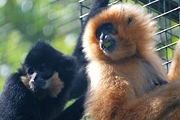 Yellow-cheeked gibbons