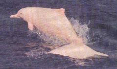 Pink dolphin