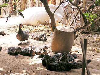 Ducks in rural village in Cambodia