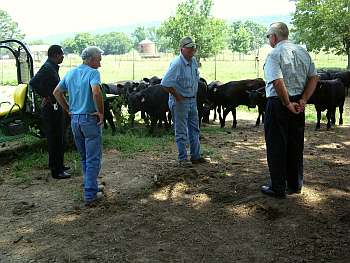 With the Black Angus cattle
