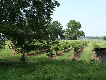 Monastery grape vineyard
