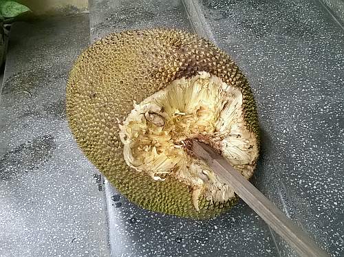 Jackfruit cut open