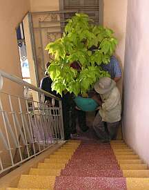 Carrying it up the stairs