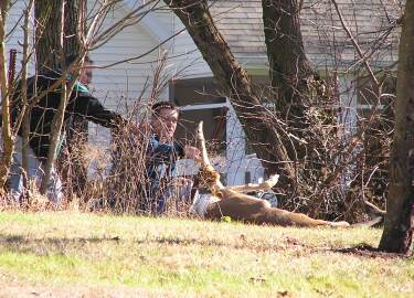 Cutting a deer loose from the fence