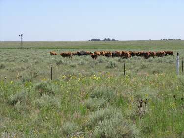 Cattle in Kansas