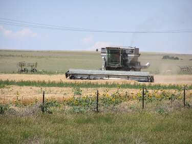 A combine harvesting wheat