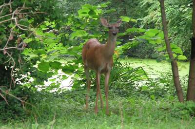 Deer in the yard at Pewee Valley