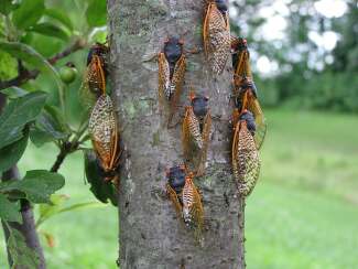 Cicadas gathered on a tree