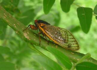 A cicada preparing to lay her eggs