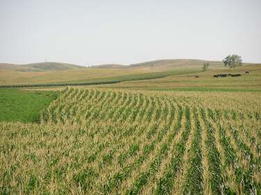 Corn, cattle, and prairie in Nebraska