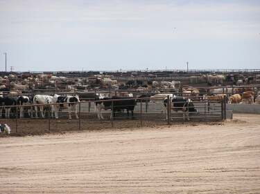 A cattle feedlot