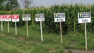 Testing corn hybrids in Illinois