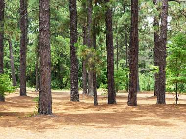 The pine trees of Pinehurst