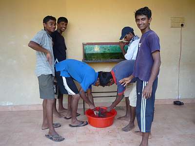 Cleaning a fish tank