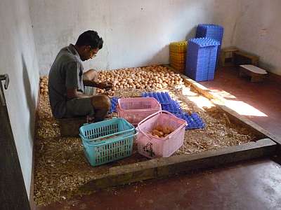 Cleaning eggs for sale