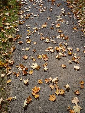 Leaves on a sidewalk