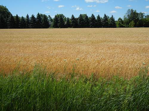 Michigan wheat field