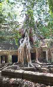 Jungle Trees Reclaiming Temple Ruins