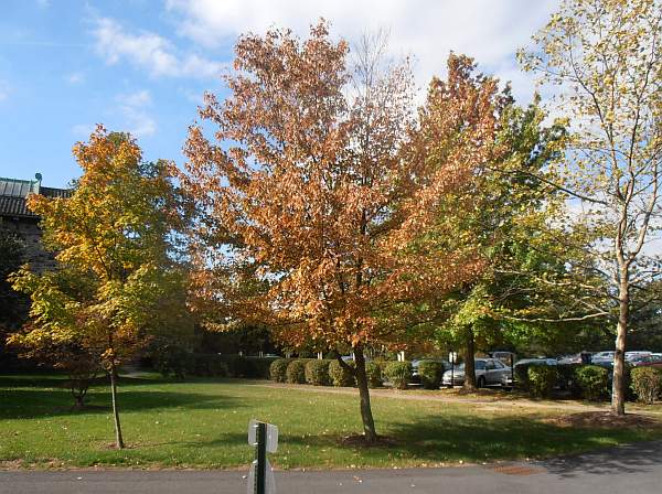 Early autumn at Maryknoll, NY